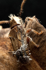 Desmiphora cirrosa