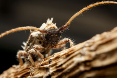 Desmiphora cirrosa