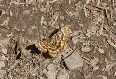 Epelis truncataria