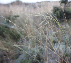 Stipa daghestanica