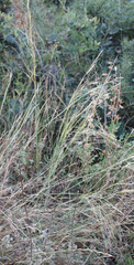 Stipa daghestanica