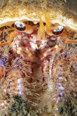 Propagurus gaudichaudii