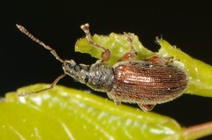 Phyllobius oblongus