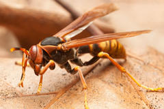 Polistes cavapytiformis