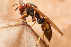 Polistes cavapytiformis