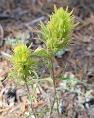 Castilleja pilosa
