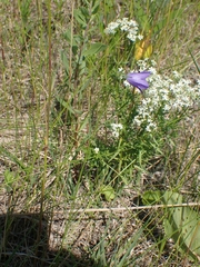 Campanula petiolata