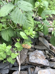 Paracymoriza cataclystalis
