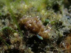 Phyllodesmium macphersonae