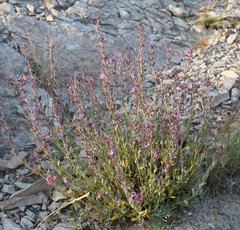 Teucrium canum