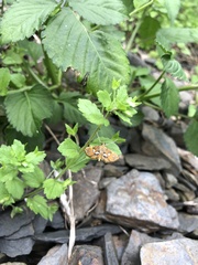 Paracymoriza cataclystalis