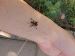 Curculionidae