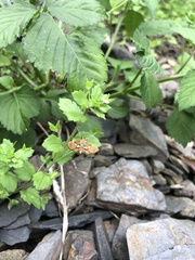 Paracymoriza cataclystalis