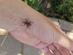 Curculionidae