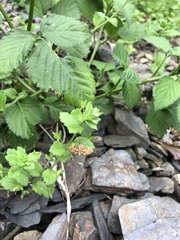 Paracymoriza cataclystalis