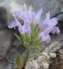 Ziziphora serpyllacea