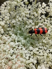 Trichodes apiarius
