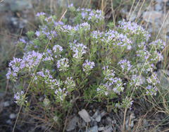Ziziphora serpyllacea
