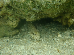 Gnatholepis anjerensis