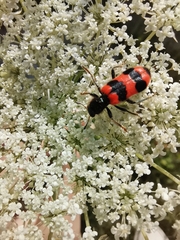 Trichodes apiarius