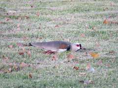 Vanellus chilensis