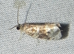 Olethreutes appendiceum