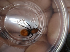 Dasymutilla calorata