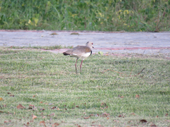 Vanellus chilensis