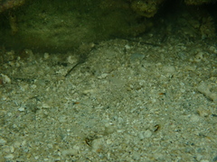 Cuapetes platycheles