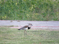 Vanellus chilensis