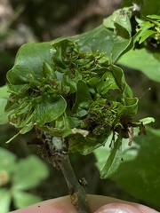 Phytoplasma fraxini