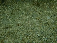 Cuapetes platycheles