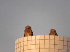 Athene cunicularia
