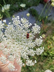 Trichodes apiarius
