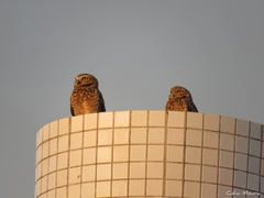 Athene cunicularia