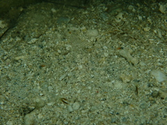 Cuapetes platycheles