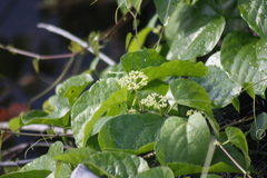 Cissus verticillata