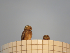 Athene cunicularia