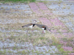 Vanellus chilensis