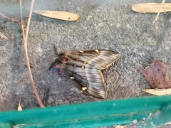 Paradirphia fumosa