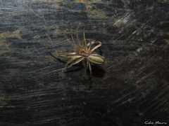 Neoscona moreli
