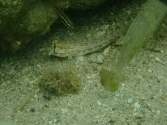 Gnatholepis anjerensis