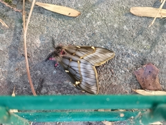 Paradirphia fumosa