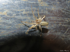 Neoscona moreli