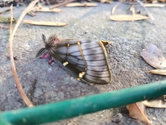 Paradirphia fumosa