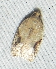 Acleris comandrana