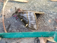 Paradirphia fumosa
