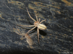 Neoscona moreli