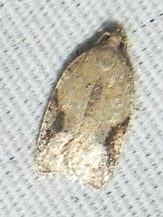 Acleris comandrana