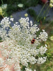 Trichodes apiarius